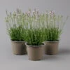 Lavendel Rosa, Topf-Ø 13 Cm, 3er-Set -Compo Verkaufsgeschäft 0319200157 lavandula angustifolia rosa 124068