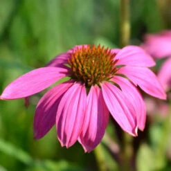 Purpursonnenhut 'PowWow® Wild Berry', Purpurrosa, Topf-Ø 13 Cm -Compo Verkaufsgeschäft 0319200194 Echinacea purp Wild Berry T13 purpurrosa 3erSet 4 126330