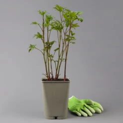 Kölle's Beste Edel-Pfingstrose, Paeonia 'Krinkled White', Weiß, Topf 19 Cm -Compo Verkaufsgeschäft 0320106567 paeonia krnikled white 1 123862