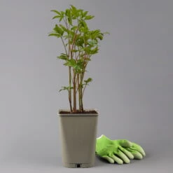 Kölle's Beste Edel-Pfingstrose, Paeonia 'Krinkled White', Weiß, Topf 19 Cm -Compo Verkaufsgeschäft 0320106567 paeonia krnikled white 123861