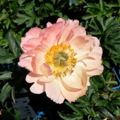 Pfingstrose 'Coral Sunset' Korallrosa-hellgelb, Topf 3 Liter -Compo Verkaufsgeschäft 0320106809 Paeonia lactiflora Coral Sunset korallrosa hellgelb 2 112432