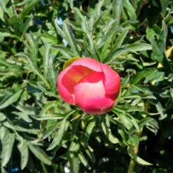 Pfingstrose 'Coral Sunset' Korallrosa-hellgelb, Topf 3 Liter -Compo Verkaufsgeschäft 0320106809 Paeonia lactiflora Coral Sunset korallrosa hellgelb 6 112434