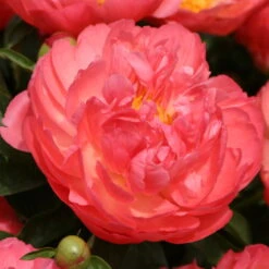 Pfingstrose 'Coral Sunset' Korallrosa-hellgelb, Topf 3 Liter -Compo Verkaufsgeschäft 0320106809 Paeonia lactiflora Coral Suset korallrosa hellgelb 105911