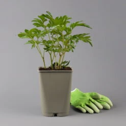 Pfingstrose 'Coral Sunset' Korallrosa-hellgelb, Topf 3 Liter -Compo Verkaufsgeschäft 0320106809 paeonia coral sunset 1 123872