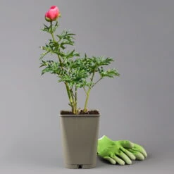 Pfingstrose 'Coral Sunset' Korallrosa-hellgelb, Topf 3 Liter