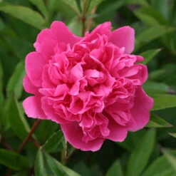 Pfingstrose 'Victoire De La Marne' Rot, Topf 3 Liter -Compo Verkaufsgeschäft 0320106810 Paeonia lac Victoire de la Marne leuchtend rot 1 105912