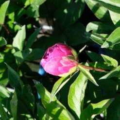 Pfingstrose 'Victoire De La Marne' Rot, Topf 3 Liter -Compo Verkaufsgeschäft 0320106810 Paeonia lac Victoire de la Marne leuchtend rot 3 112436