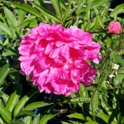 Pfingstrose 'Victoire De La Marne' Rot, Topf 3 Liter -Compo Verkaufsgeschäft 0320106810 Paeonia lac Victoire de la Marne leuchtend rot 6 112435