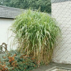 Bio Riesen-Chinaschilf, Topf 5 Liter -Compo Verkaufsgeschäft 0320300145 Miscanthus sinensis Giganteus KB 5ltr Cont 34954