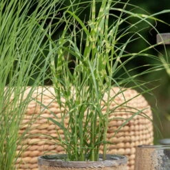 Bio Zebragras 'Zebrinus', Topf 5 Liter -Compo Verkaufsgeschäft 0320300264 Miscanthus sin Zebrinus 1 81629