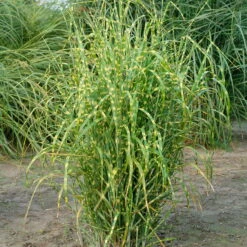 Bio Zebragras 'Zebrinus', Topf 5 Liter -Compo Verkaufsgeschäft 0320300264 Miscanthus sin Zebrinus KB 5ltr Cont 34957