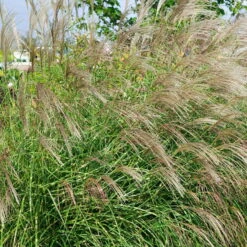 Bio Zebragras 'Little Zebra', Topf 3 Liter -Compo Verkaufsgeschäft 0320300423 Miscanthus sin Little Zebra KB 3ltr Cont 34566