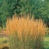 Bio Reitgras 'Karl Foerster', Topf 5 Liter -Compo Verkaufsgeschäft 0320300432 Calamagrostis acutiflora Karl Foerster KB 5ltr 75702