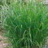Bio Chinaschilf 'Ferner Osten', Topf 5 Liter -Compo Verkaufsgeschäft 0320300505 Miscanthus sin Ferner Osten KB 5ltr Cont 34959