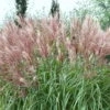 Bio Chinaschilf 'Kleine Fontäne', Topf 5 Liter -Compo Verkaufsgeschäft 0320300508 Miscanthus sin Kleine Fontaene KB 5ltr Cont 34960