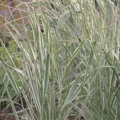Bio Reitgras 'Overdam', Weiß-grün Gestreift, Topf 5 Liter -Compo Verkaufsgeschäft 0320300601 Calamagrostis acutiflora Overdam KB 5ltr Cont 75703