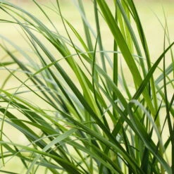 Bio Pampasgras 'Pumila', Topf 5 Liter -Compo Verkaufsgeschäft 0320300620 Cortaderia selloana Pumila 1 81617