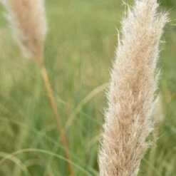 Bio Pampasgras 'Pumila', Topf 5 Liter -Compo Verkaufsgeschäft 0320300620 Cortaderia selloana Pumila 2 81618