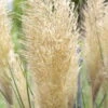 Bio Pampasgras 'Pumila', Topf 5 Liter 17 Bio Pampasgras 'Pumila', Topf 5 Liter -Compo Verkaufsgeschäft 0320300620 Cortaderia selloana Pumila 81616