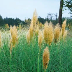 Bio Pampasgras 'Pumila', Topf 5 Liter -Compo Verkaufsgeschäft 0320300620 Cortaderia selloana Pumila KB 5Ltr Cont 34965