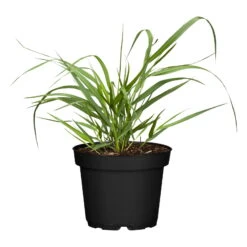 Bio Rutenhirse 'Squaw', Rosa, Topf 5 Liter -Compo Verkaufsgeschäft 0320300723 Panicum virgatum Squaw1 78154