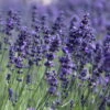 Lavendel 'Hidcote Blue', Dunkel-blauviolett, Topf-Ø 23 Cm -Compo Verkaufsgeschäft 0320500484 Lavandula ang Hidcote Bluete 2 111618