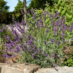 Lavendel 'Hidcote Blue', Dunkel-blauviolett, Topf-Ø 23 Cm -Compo Verkaufsgeschäft 0320500484 Lavandula ang Hidcote Bluete 3 111620