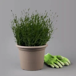 Lavendel 'Hidcote Blue', Dunkel-blauviolett, Topf-Ø 23 Cm -Compo Verkaufsgeschäft 0320500484 Lavandula ang Hidcote T23cm 1 125876