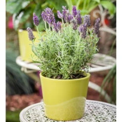 Schopflavendel 'Anouk', 6er-Set, Topf 10,5 Cm Ø -Compo Verkaufsgeschäft 0320500698 Lavandula stoechas Anouk 10cm Topf Portugal1 67994