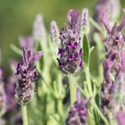 Schopflavendel 'Anouk', 6er-Set, Topf 10,5 Cm Ø -Compo Verkaufsgeschäft 0320500698 Lavandula stoechas Anouk 10cm Topf Portugal2 67996