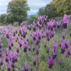 Schopflavendel 'Anouk', 6er-Set, Topf 10,5 Cm Ø -Compo Verkaufsgeschäft 0320500729 Lavandula stoechas Anouk 6er Set 1 92521