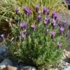 Schopflavendel 'Anouk', 6er-Set, Topf 10,5 Cm Ø -Compo Verkaufsgeschäft 0320500729 Lavandula stoechas Anouk 6er Set 92520