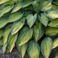 Funkie 'June' Violett, Topf-Ø 11 Cm, 3er-Set -Compo Verkaufsgeschäft 0320600109 Hosta tardiana June Koelle 11cm T gelbgruen blaugr Rand 67682