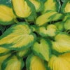 Funkie 'Orange Marmalade' Hellviolett, Topf-Ø 11 Cm, 3er-Set -Compo Verkaufsgeschäft 0320600111 Hosta Orange Marmalade Koelles Beste11cm Topf 4910