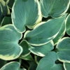 Weißrand-Funkie 'El Nino' Hellviolett, Topf-Ø 11 Cm, 3er-Set -Compo Verkaufsgeschäft 0320600117 Hosta El Nino 6952