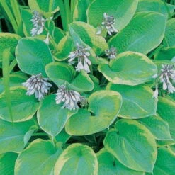 Funkie 'So Sweet' Weiß, Topf-Ø 11 Cm, 3er-Set -Compo Verkaufsgeschäft 0320600169 Hosta plant. So Sweet 46350