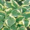 Funkie 'Twilight' Hellviolett, Topf-Ø 11 Cm, 3er-Set -Compo Verkaufsgeschäft 0320600250 Hosta Twilight 44356