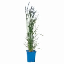 Bio Reitgras 'Karl Foerster', Topf 5 Liter -Compo Verkaufsgeschäft 0321600001 Calamagrostis acut Karl Foerster 2 114069
