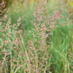 Bio Reitgras 'Overdam', Weiß-grün Gestreift, Topf 5 Liter -Compo Verkaufsgeschäft 0321600002 Calamagrostis acut Overdam 2 125726