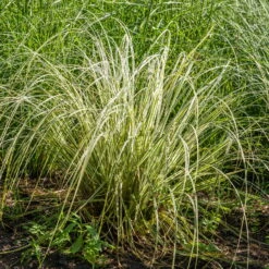 Bio Reitgras 'Overdam', Weiß-grün Gestreift, Topf 5 Liter -Compo Verkaufsgeschäft 0321600002 Calamagrostis acut Overdam 3 125725