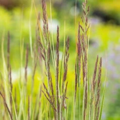 Bio Reitgras 'Overdam', Weiß-grün Gestreift, Topf 5 Liter -Compo Verkaufsgeschäft 0321600002 Calamagrostis acut Overdam 4 125724