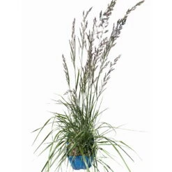 Bio Reitgras 'Overdam', Weiß-grün Gestreift, Topf 5 Liter -Compo Verkaufsgeschäft 0321600002 Calamagrostis acut Overdam 4 114071