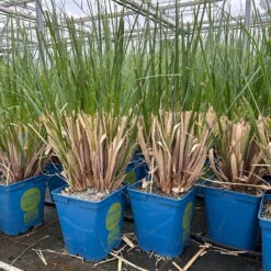 Bio Pampasgras 'Evita'®, Topf 5 Liter -Compo Verkaufsgeschäft 0321600004 cordateria sellonan evita 4 123883
