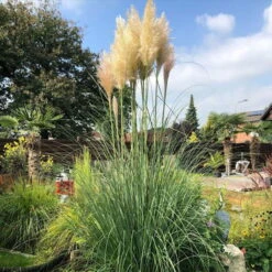 Bio Pampasgras 'Pumila', Topf 5 Liter -Compo Verkaufsgeschäft 0321600005 pampasgras test 124761