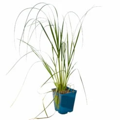 Bio Pampasgras 'Pumila', Topf 5 Liter -Compo Verkaufsgeschäft 0321600005 Cortaderia selloana Pumila 5L 3 112425