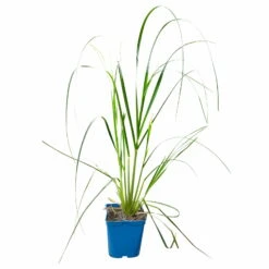 Bio Pampasgras 'Pumila', Topf 5 Liter -Compo Verkaufsgeschäft 0321600005 Cortaderia selloana Pumila 5L 5 112426