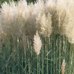 Bio Pampasgras 'Sunnigdale Silver' Silber-weiß, Topf 5 Liter -Compo Verkaufsgeschäft 0321600007 Cortaderia sel Sunningdale Silver 2 120410
