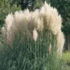 Bio Pampasgras 'Sunnigdale Silver' Silber-weiß, Topf 5 Liter -Compo Verkaufsgeschäft 0321600007 Cortaderia sel Sunningdale Silver 3ltr Cont 120409