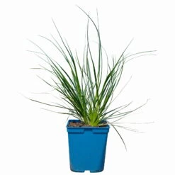 Bio Pampasgras 'Sunnigdale Silver' Silber-weiß, Topf 5 Liter -Compo Verkaufsgeschäft 0321600007 Cortaderia selloana Sunningdale Silver 2 112427