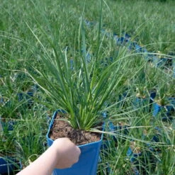 Bio Pampasgras 'Sunnigdale Silver' Silber-weiß, Topf 5 Liter -Compo Verkaufsgeschäft 0321600007 Cortaderia selloana Sunningdale Silver 4 112495